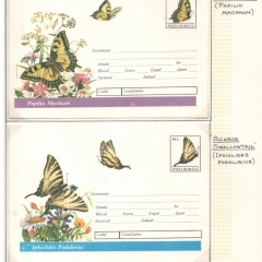 BUTTERFLIES_165