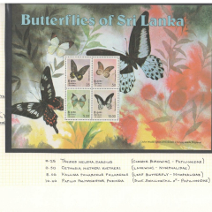 BUTTERFLIES_188