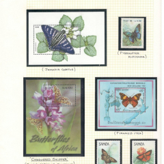 BUTTERFLIES_189