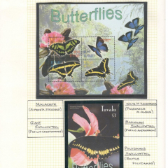 BUTTERFLIES_213