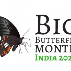 BigButterflyMonth